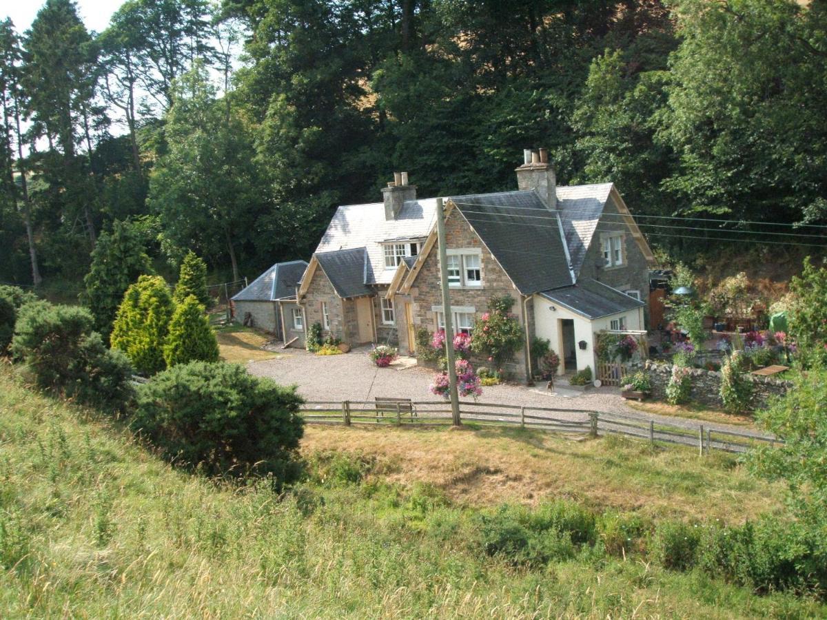 Willowherb And Foxglove * Hawick